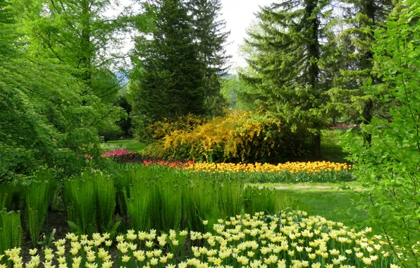 Picture greens, grass, trees, flowers, Park, Slovenia, Mozirski grove