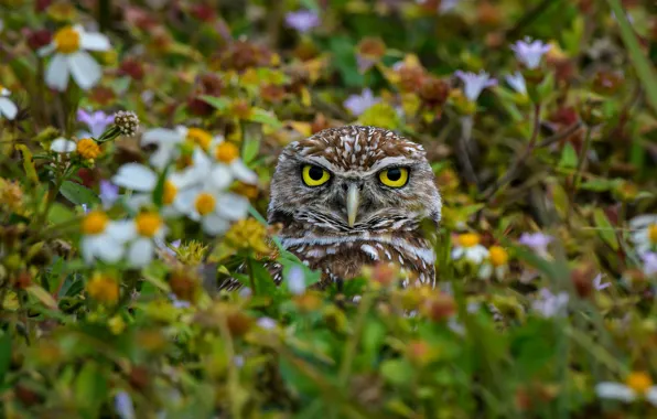 Picture summer, look, flowers, owl, bird, meadow, Peeps, owl