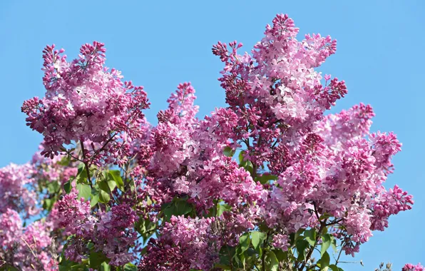 Picture the sky, flowers, branches, spring, flowering, the bushes, lilac, inflorescence