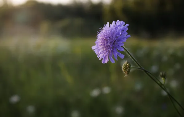 Field, summer, sunset, the smell of summer, clover field