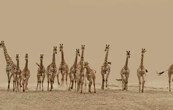 Picture desert, running, giraffes, Animals