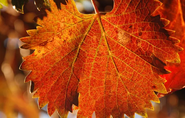 Autumn, leaves, veins, carved