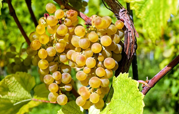 White, leaves, grapes, bunch, Sunny