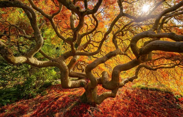 Autumn, leaves, nature, tree, paint