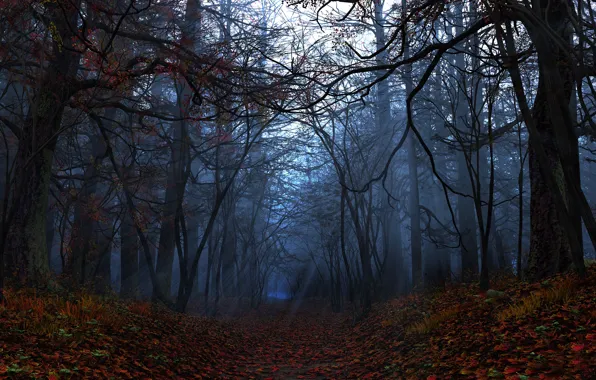 Picture autumn, forest, leaves, rays, graphics, digital, Elegy
