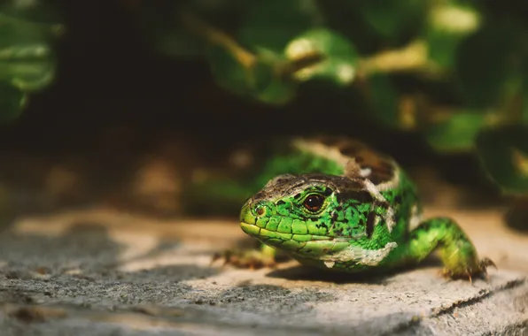 Look, leaves, light, the dark background, lizard, green, bokeh, reptile