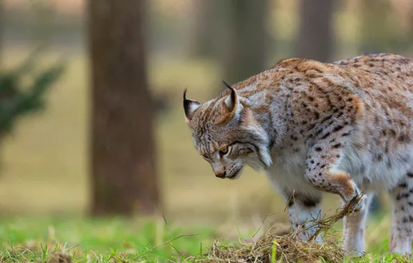 Forest, cat, summer, grass, pose, walk, lynx, wild
