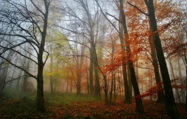 Autumn, forest, leaves, trees, fog, morning