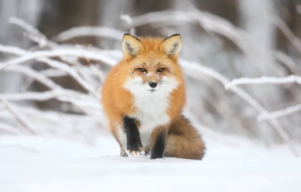 Winter, look, face, snow, branches, pose, Fox, red