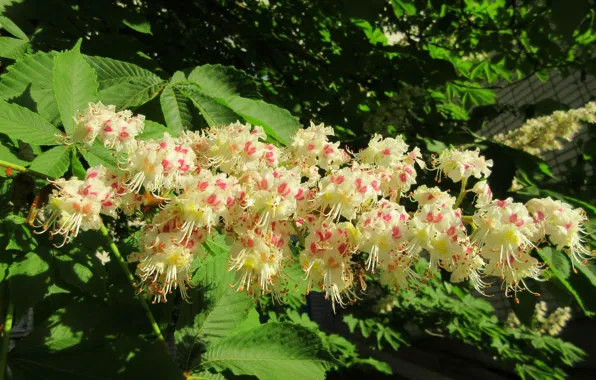 Flowers, chestnut, spring 2018, Meduzanol ©