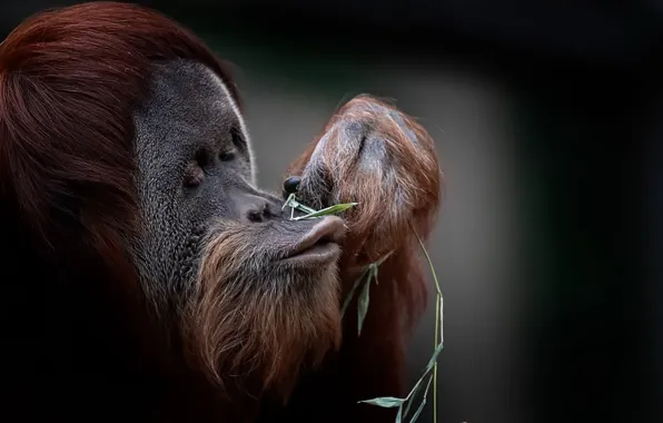 Picture monkey, animals, wild life, orangutan, primates