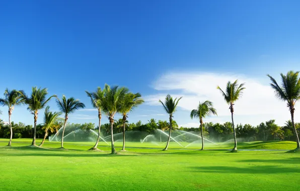 Picture trees, nature, palm trees, weed, blue sky, watering