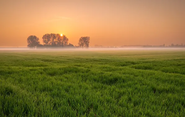 Picture field, sunset, nature, fog