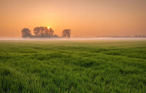 Field, sunset, nature, fog