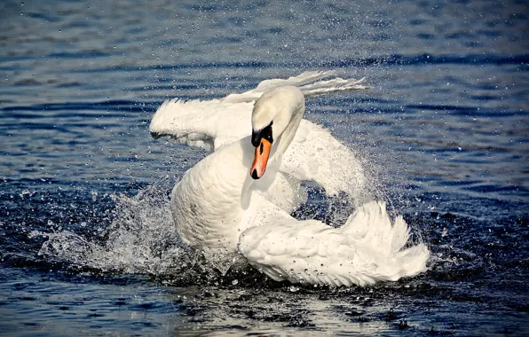 Picture water, squirt, nature, bird, Swan