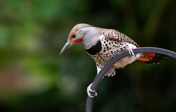The dark background, bird, arc, woodpecker, bright plumage, woodpecker Golden