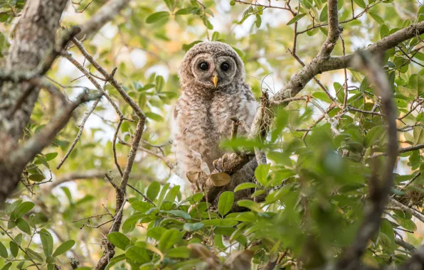 Greens, branches, owl, bird, foliage, owl