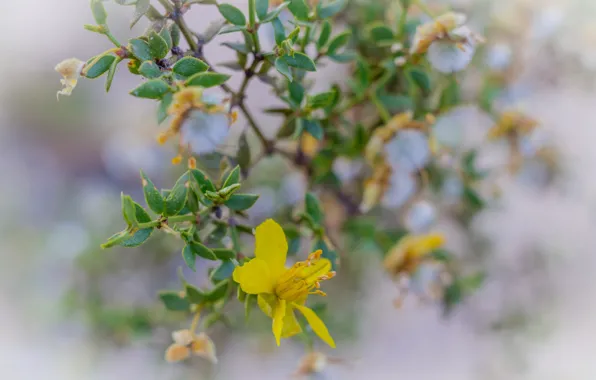 Picture flower, leaves, plant, petals