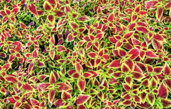 Picture leaves, nature, paint, plant, Coleus In Bloom