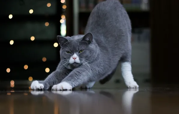 On the floor, stretching, grey cat
