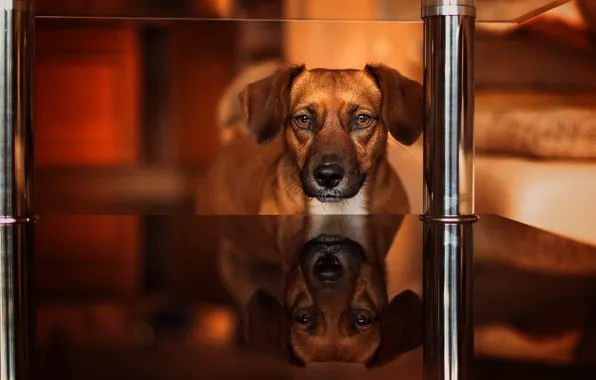 Look, glass, reflection, portrait, dog, shelf, face