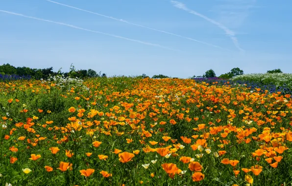 Field, summer, the sky, clouds, flowers, blue, blue, glade