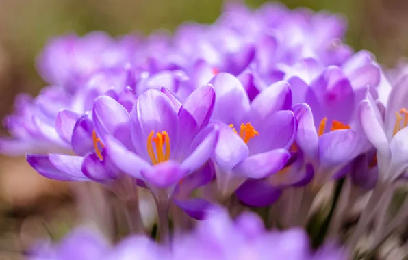 Picture flowers, glade, blur, spring, crocuses, lilac, bokeh
