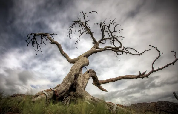 The sky, trees, nature