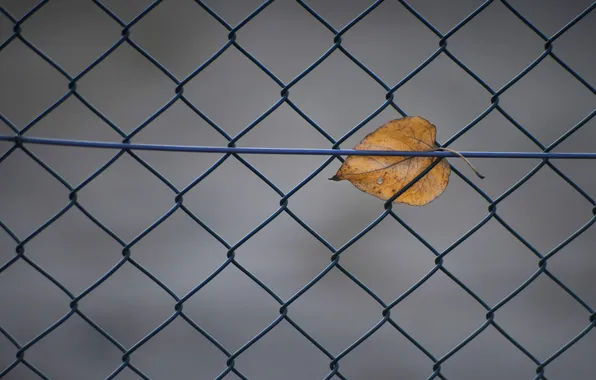 Autumn, sheet, the fence