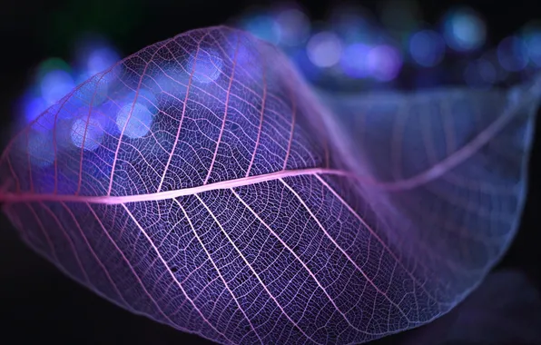Macro, transparent, leaf, veins