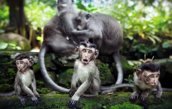 Nature, background, monkey