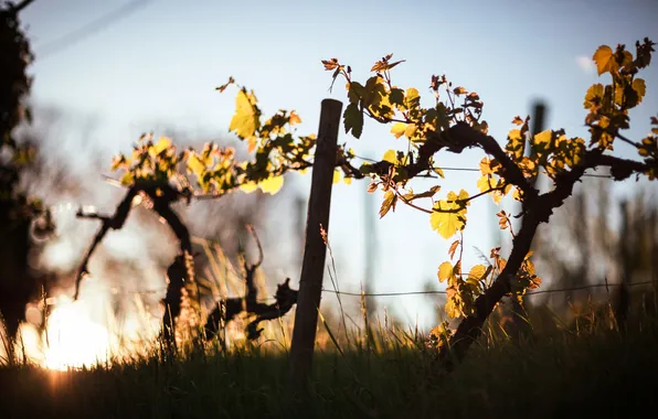 Picture nature, background, grapes