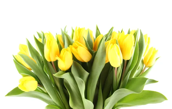 Flowers, petals, sheets, beautiful, 8 March, world women's day