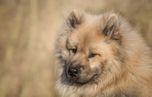 Picture look, face, dog, The eurasier