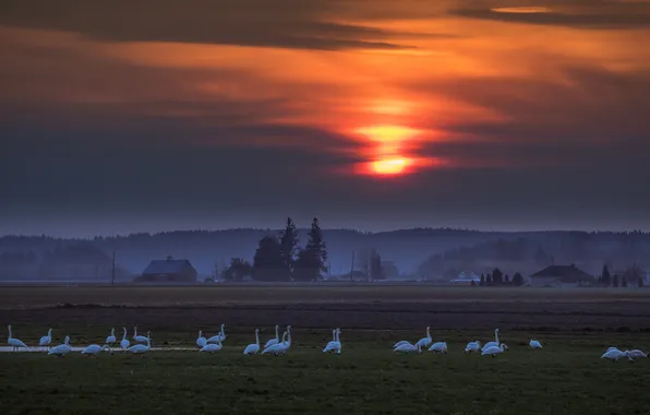 Field, forest, the sun, sunset, birds, clouds, fog, pack