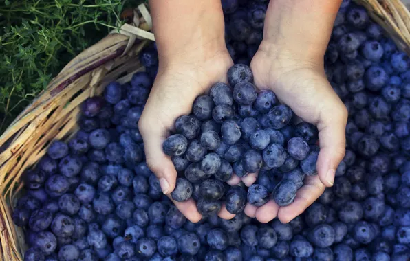 Berries, hands, harvest, blueberries, basket, a lot, a handful, a handful
