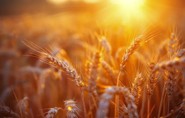 Wheat, field, summer, the sun, rays, light, ears, bokeh