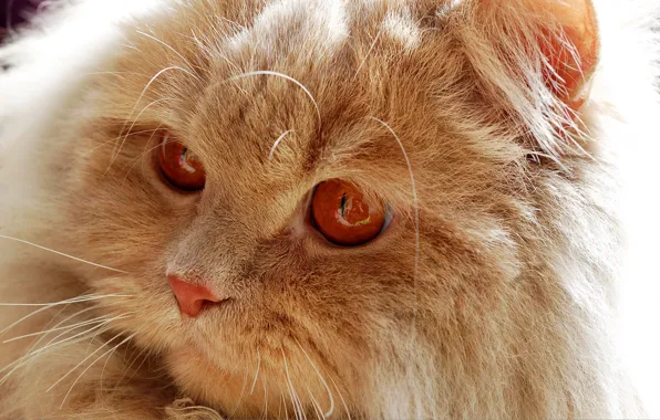 Cat, kitty, fluffy, red