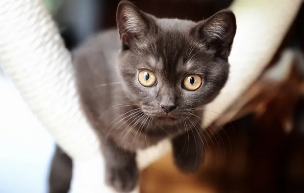 Cat, look, face, kitty, kitty, brown, British, bokeh