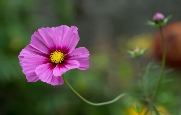 Picture flower, macro, kosmeya