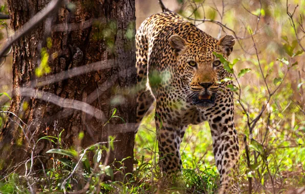 Leaves, tree, leopard, bokeh