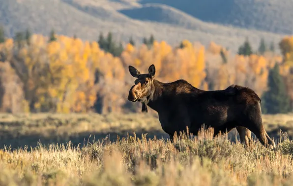 Picture autumn, nature, moose, moose