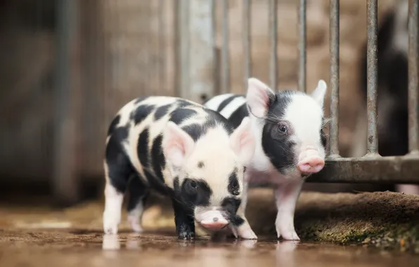 Picture background, animal, pig