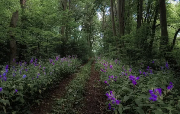Road, greens, forest, trees, flowers, branches, nature, Park