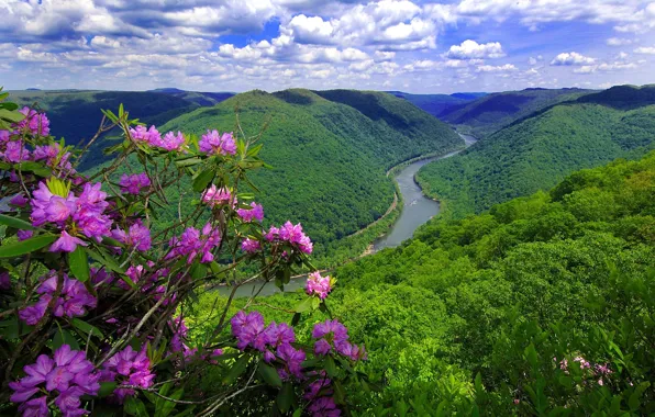 Flowers, mountains, nature, river
