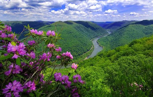 Picture flowers, mountains, nature, river