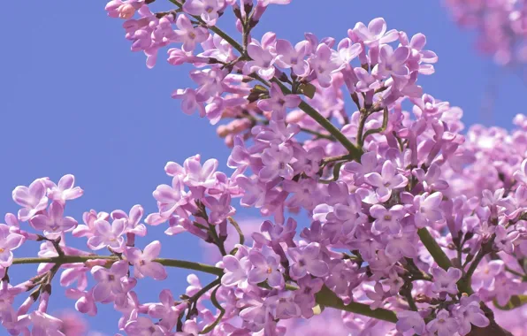 Macro, flowers, spring, Lilac