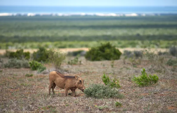 Savannah, Africa, wildlife, wild boar