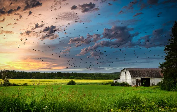 Field, clouds, birds, the barn