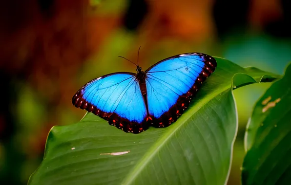 Butterfly, wings, beautiful, closeup, green leaf